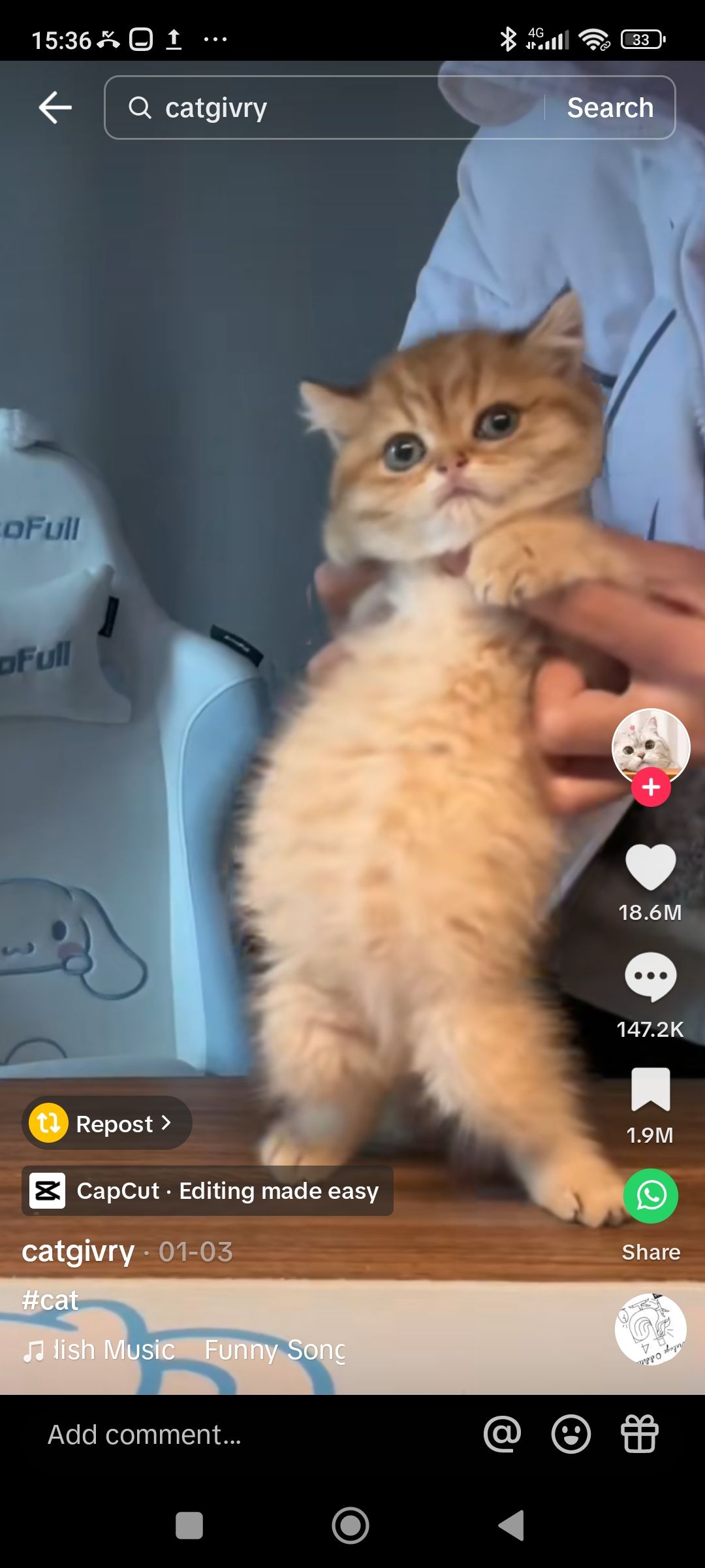 Кадр с танцующим котом в TikTok