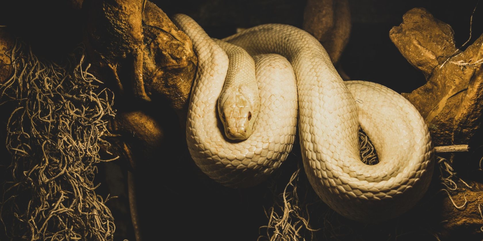 Создать виртуальное окружение Python в Ubuntu