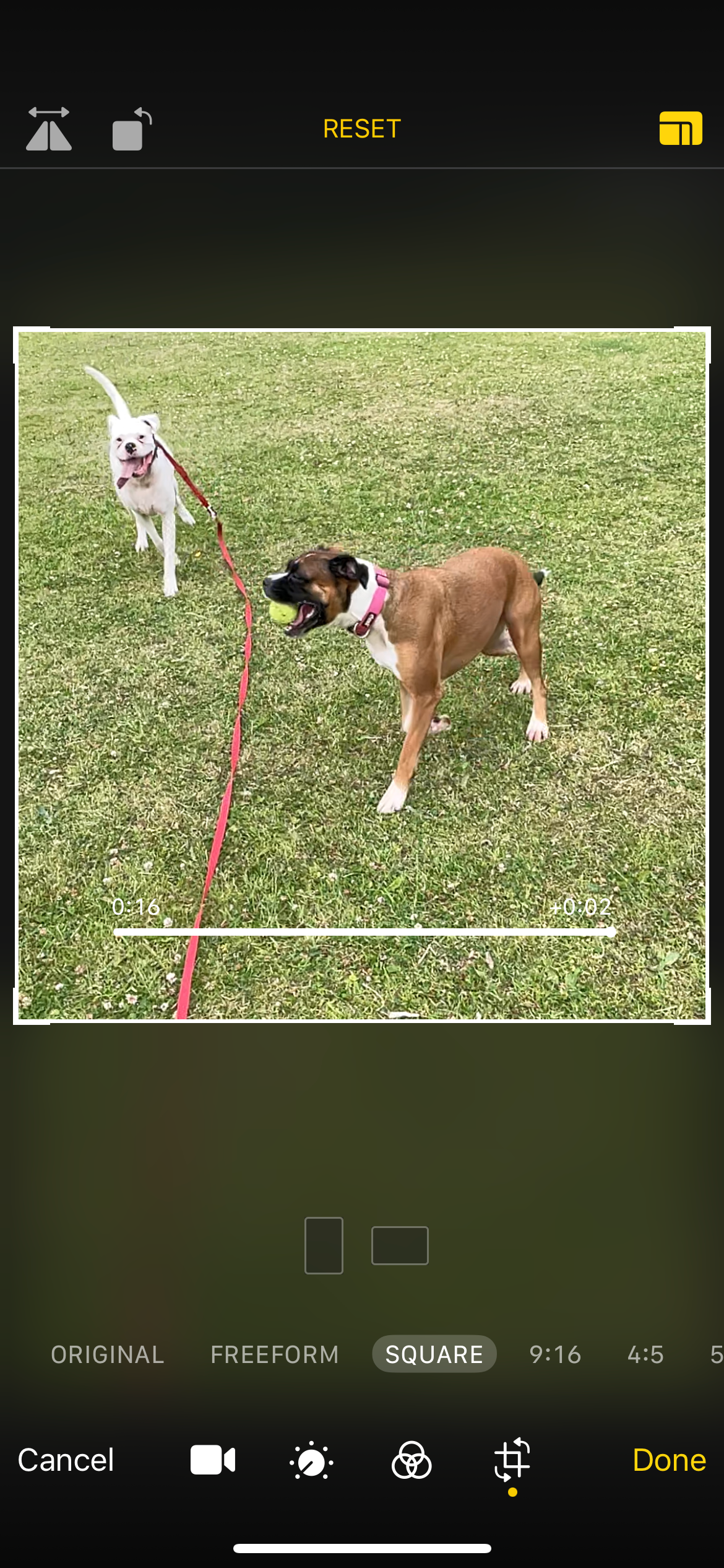 screenshot of editing a slow-mo video on iPhone showing a cropped video of 2 dogs on field