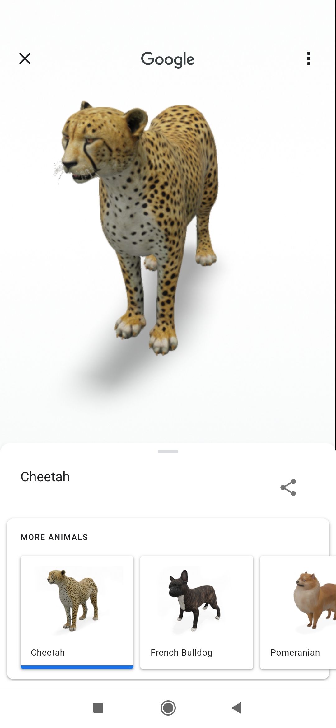 Гепард в 3D — демонстрационная модель из Google