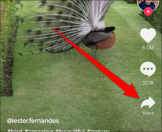 Кнопка Поделиться в TikTok