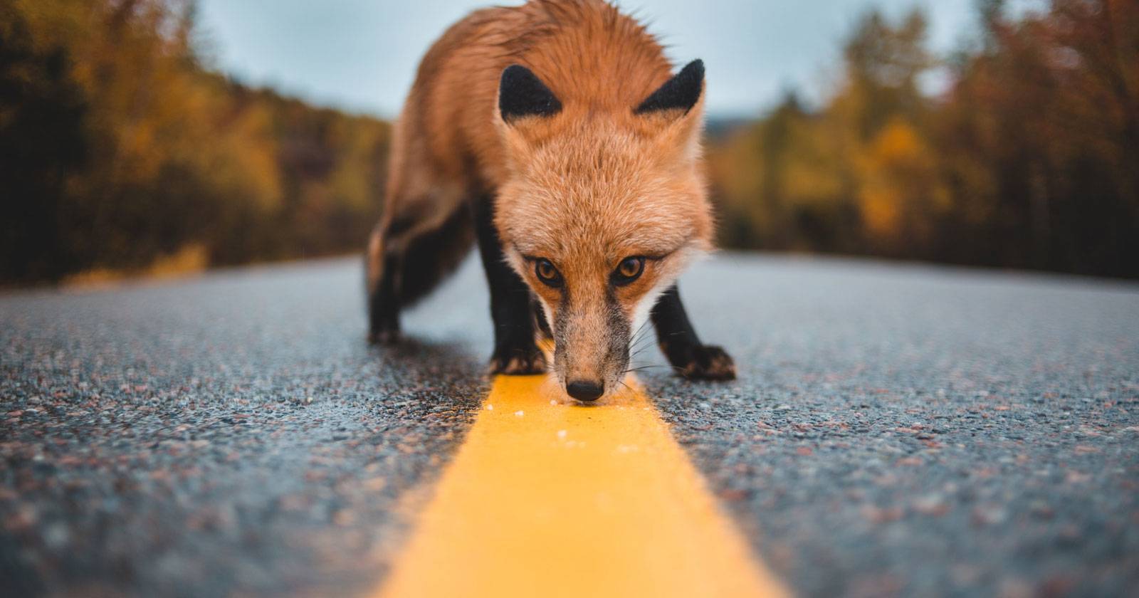 Исправить: прокси‑сервер отвергает соединение в Firefox