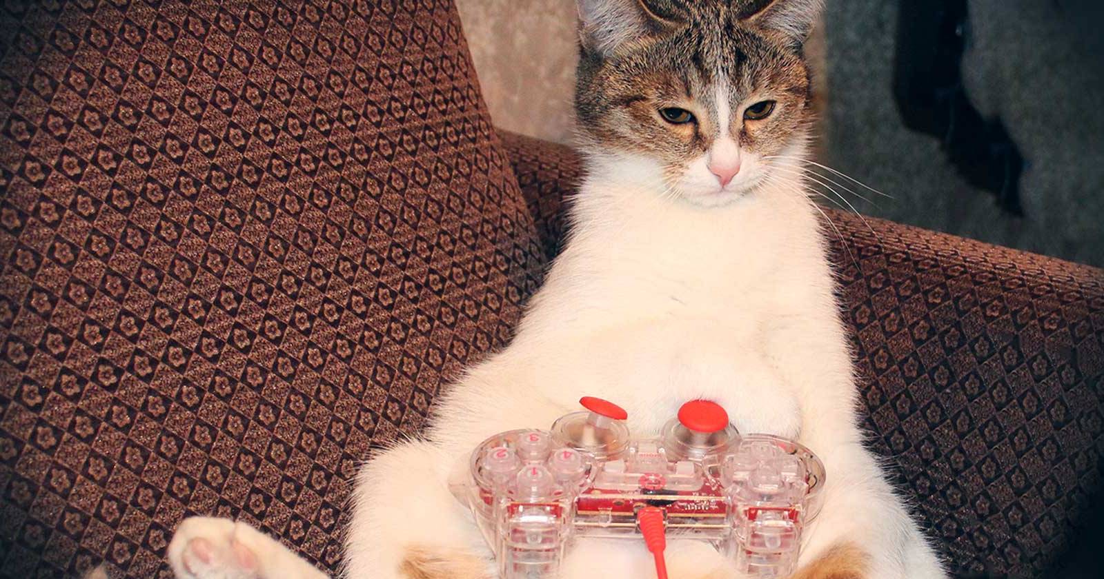 Превратите Android‑планшет в игрушку для кошки