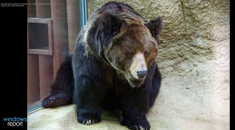 Пользовательская заставка запущена и показана на экране