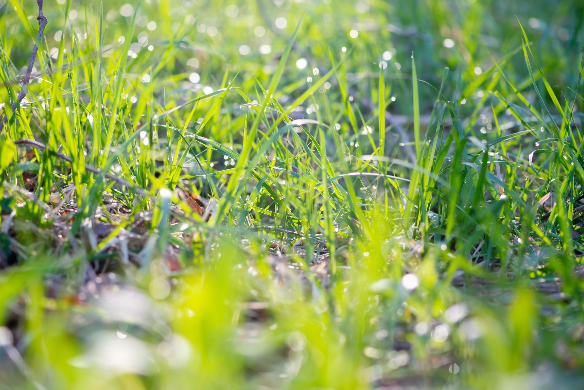 Grass with dew drops
