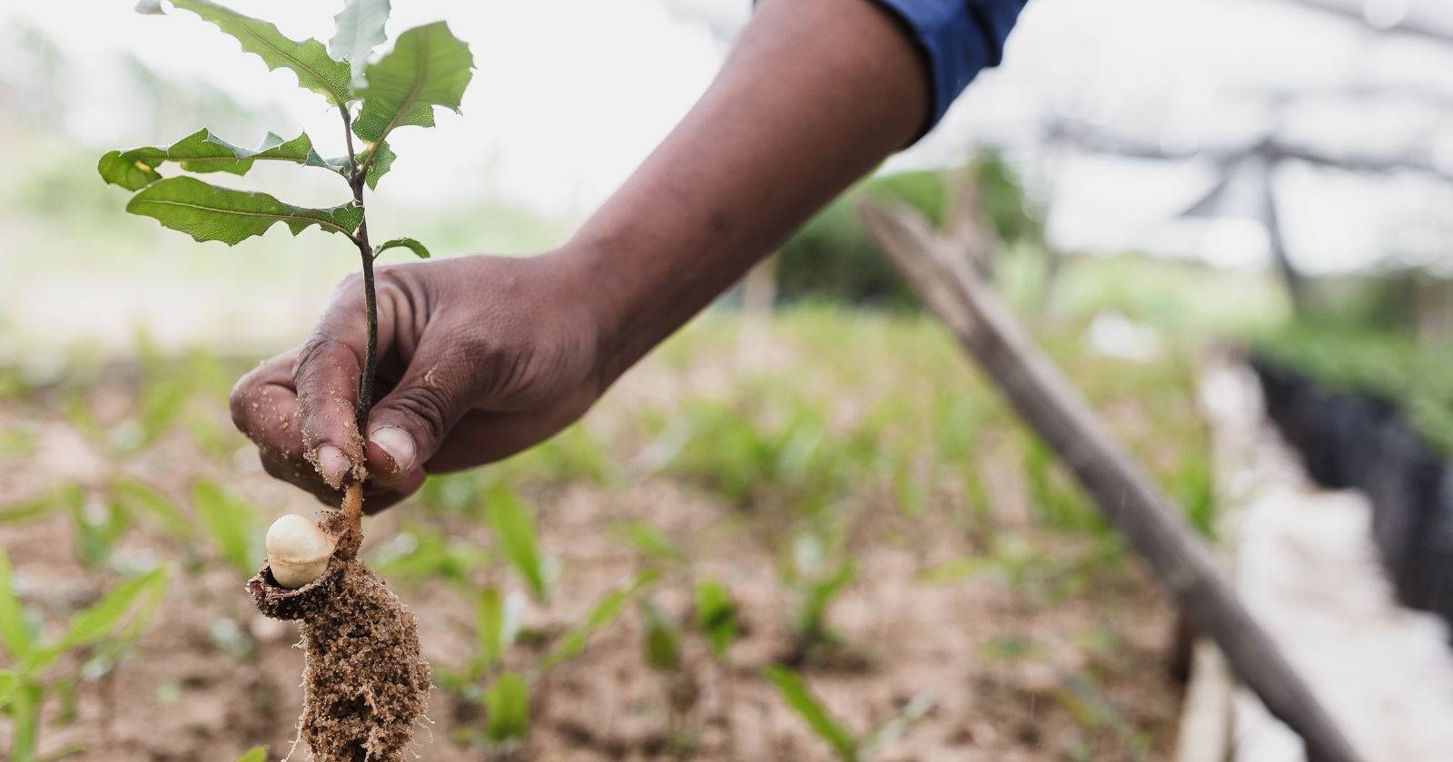 Рука, держащая саженец дерева