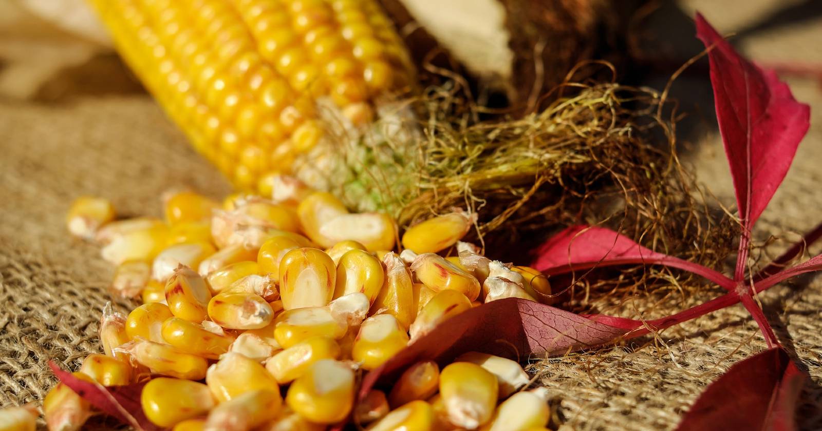 Кукурузные зерна и кочан кукурузы