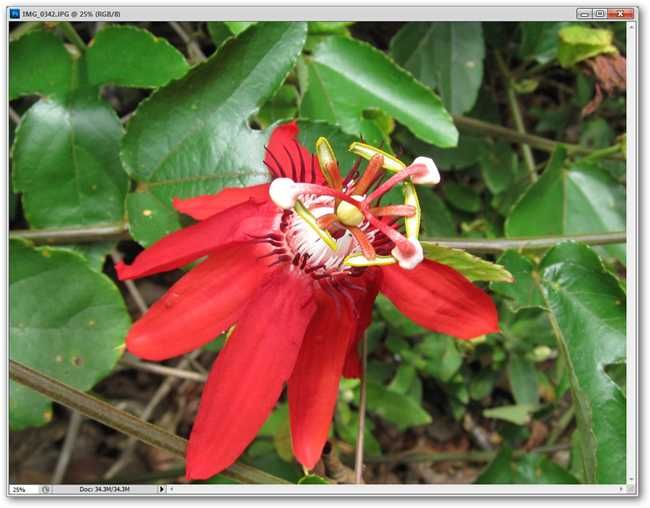 Пример набора изображений, готовых к пакетной обработке