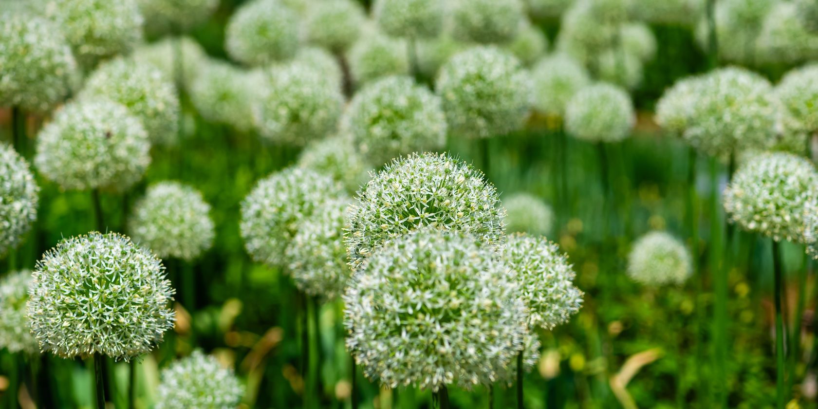 Фотография сада: советы и методики