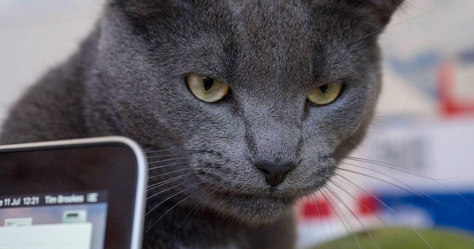 Рыжий кот лежит на столе рядом с ноутбуком