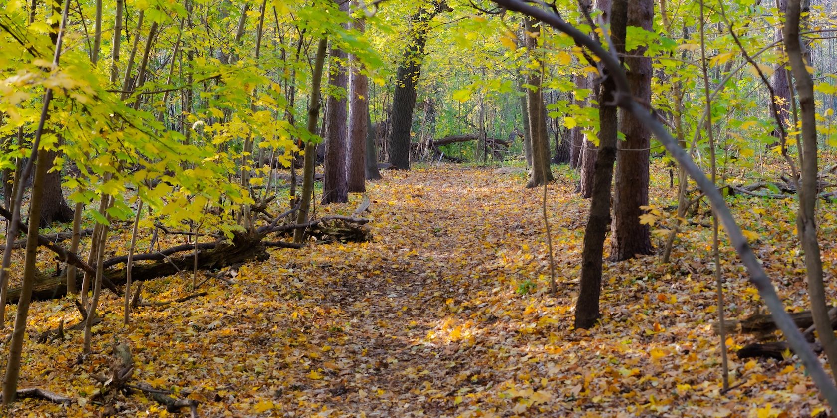 Как делать впечатляющие фотографии природы