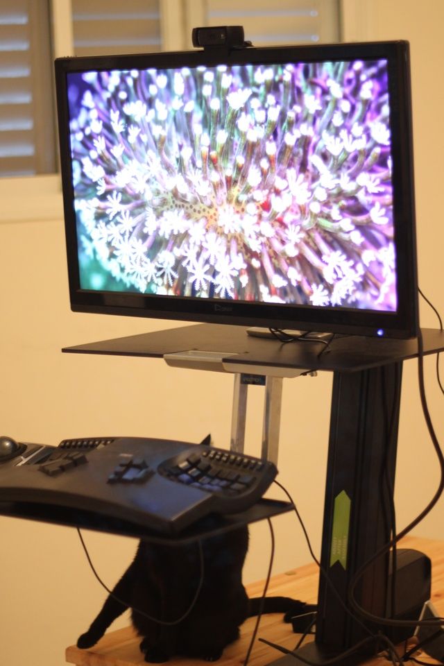 Монитор QNIX QX2710 на рабочем столе