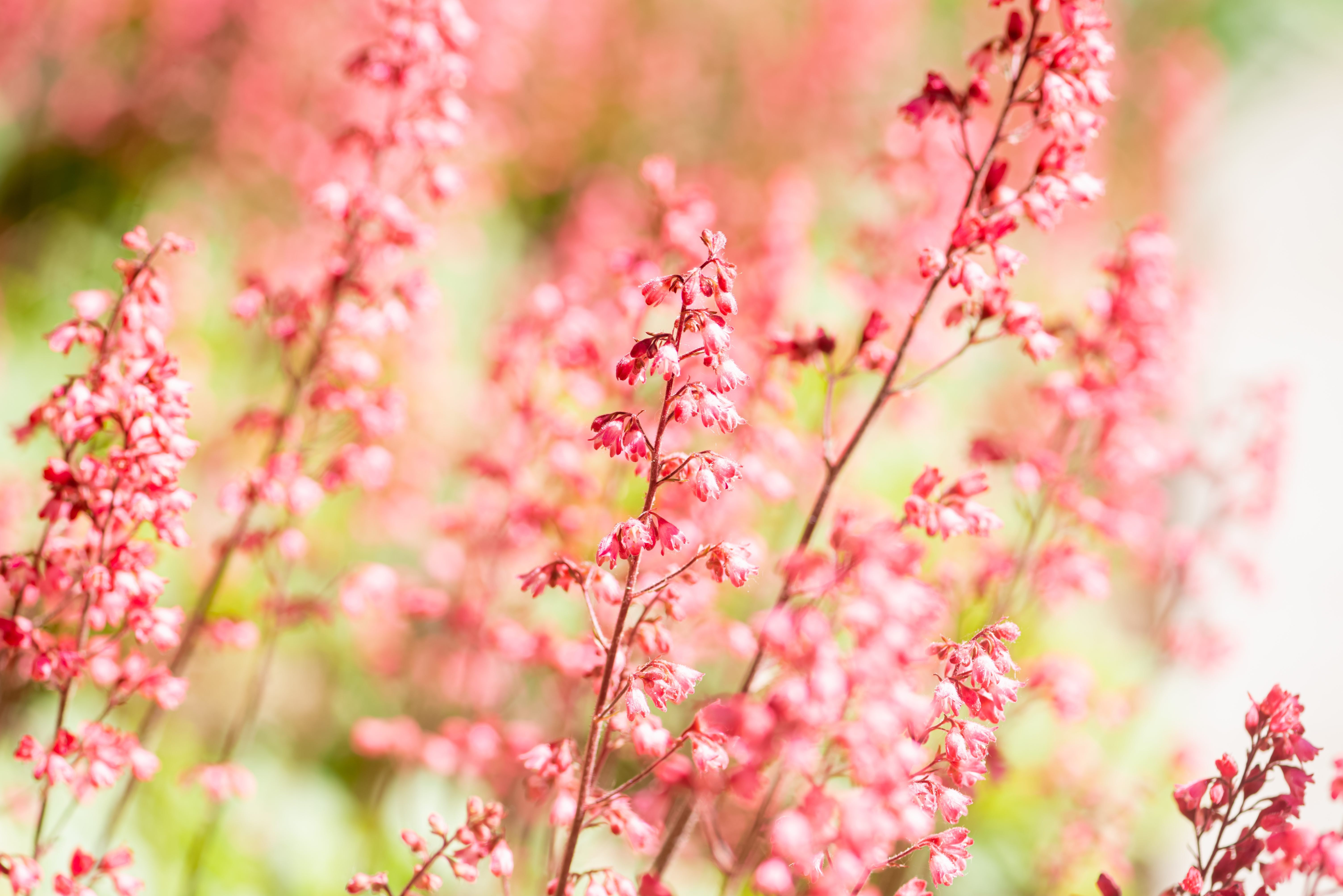 Розовые цветы