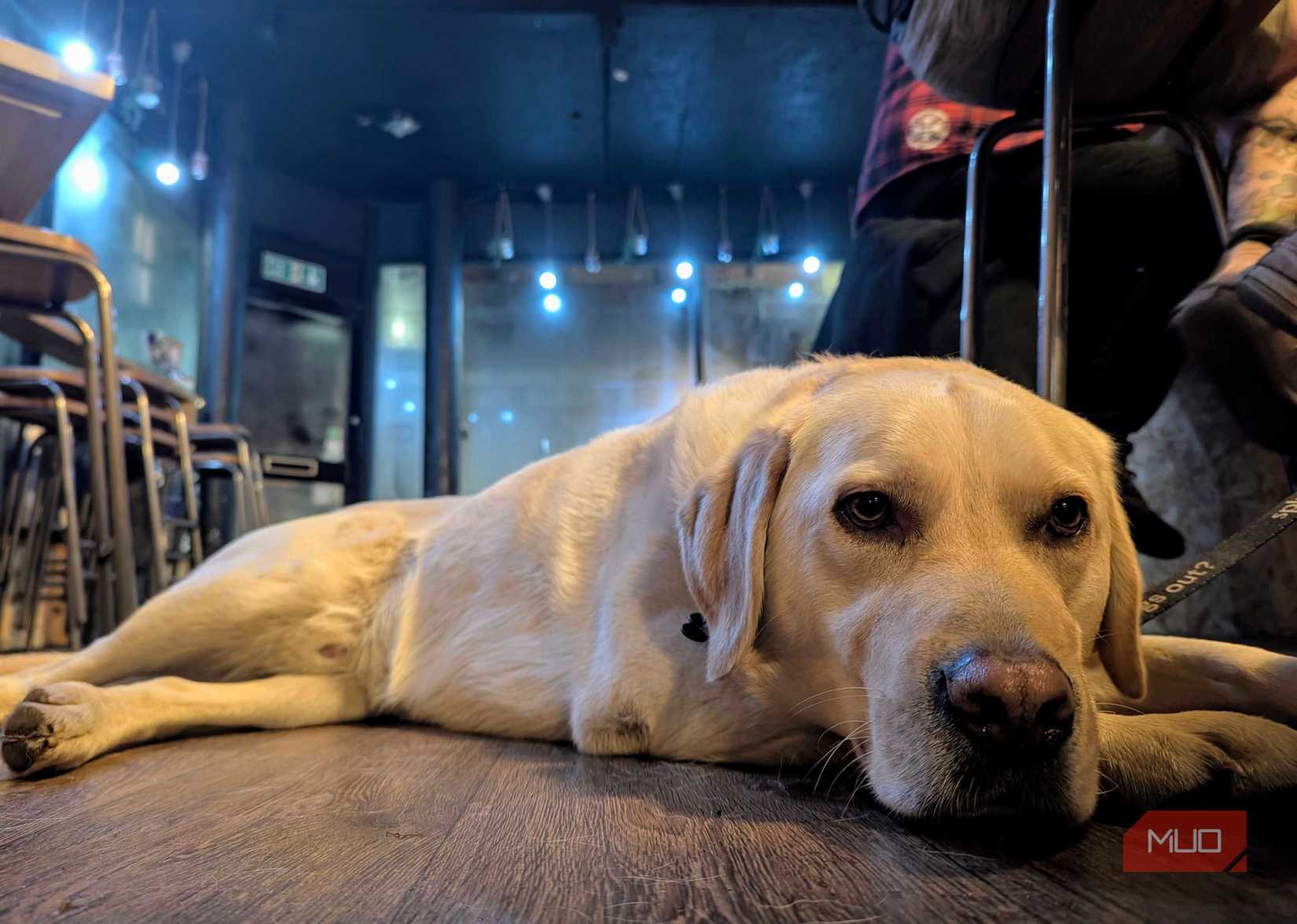 A low-angle shot of a cute dog