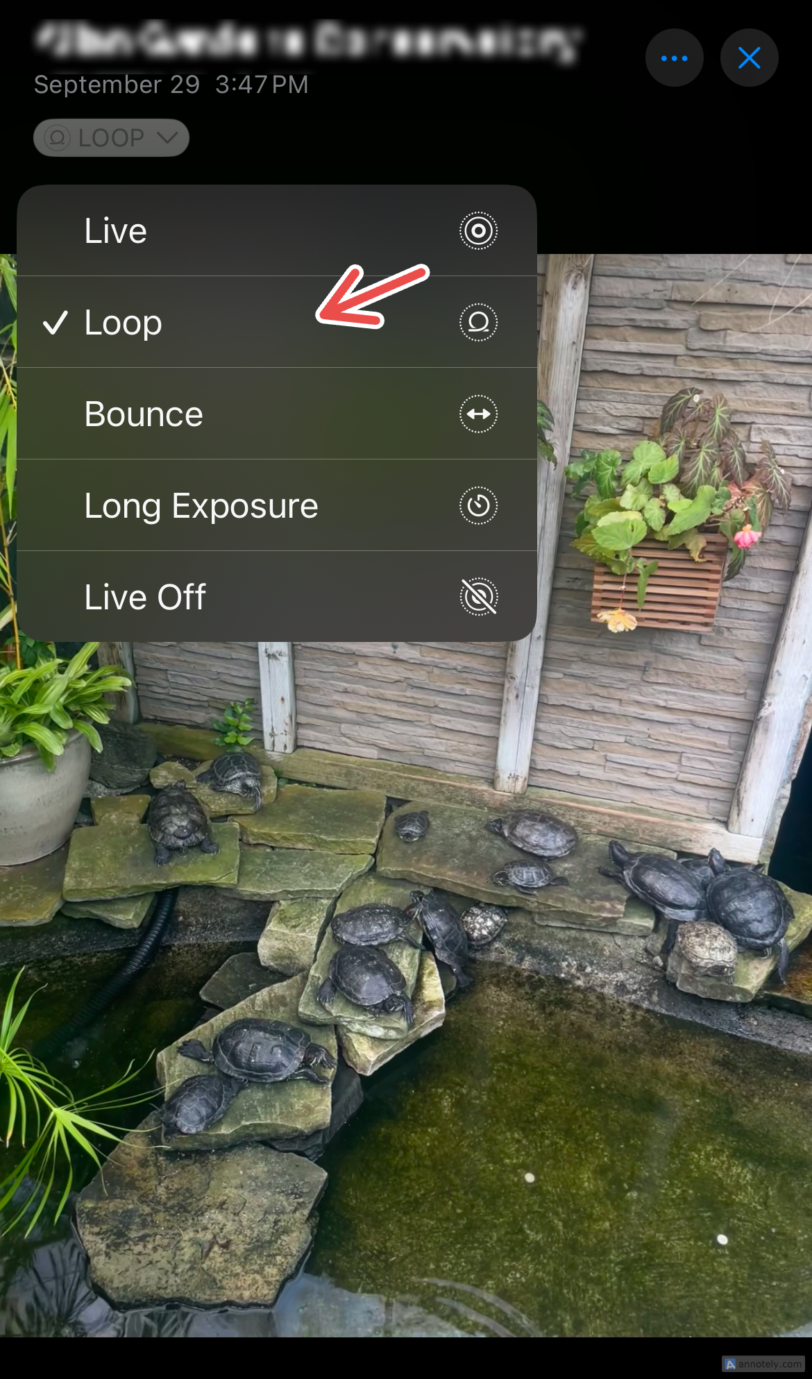 Выбор опции Loop для Live Photo