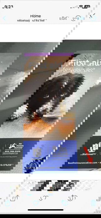 Значок Live Text в Фото на iPhone