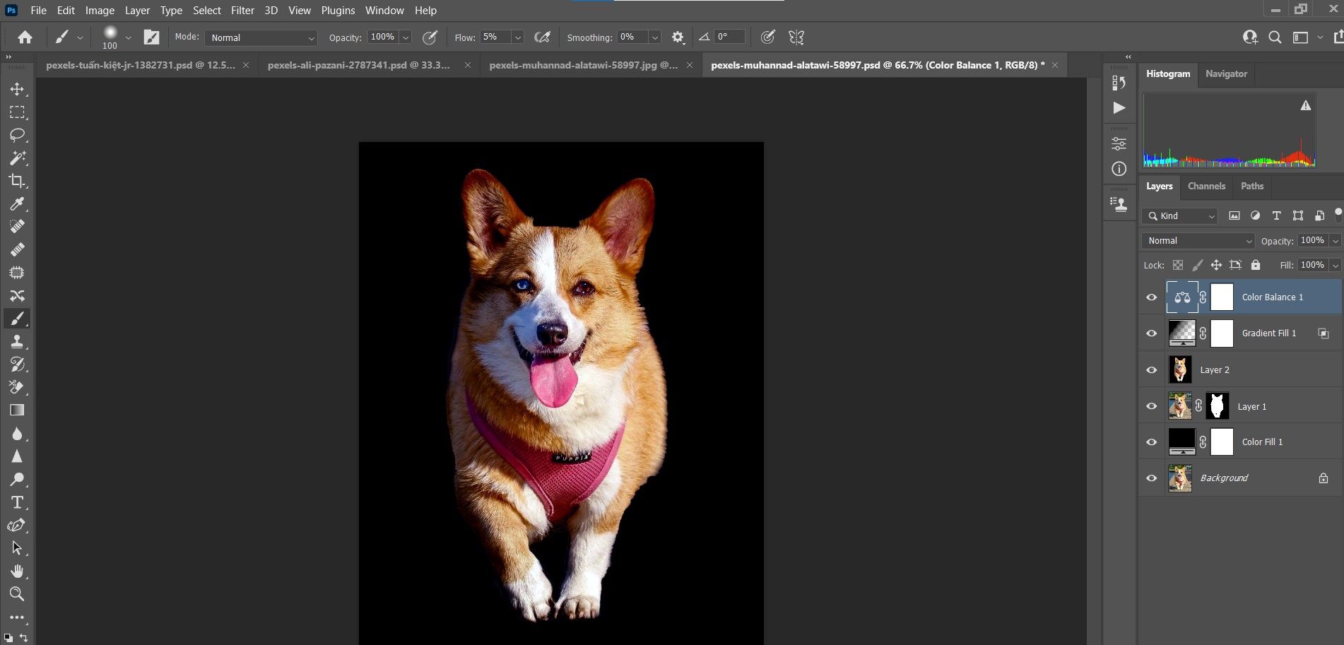 Портрет корги на тёмном фоне после ретуши
