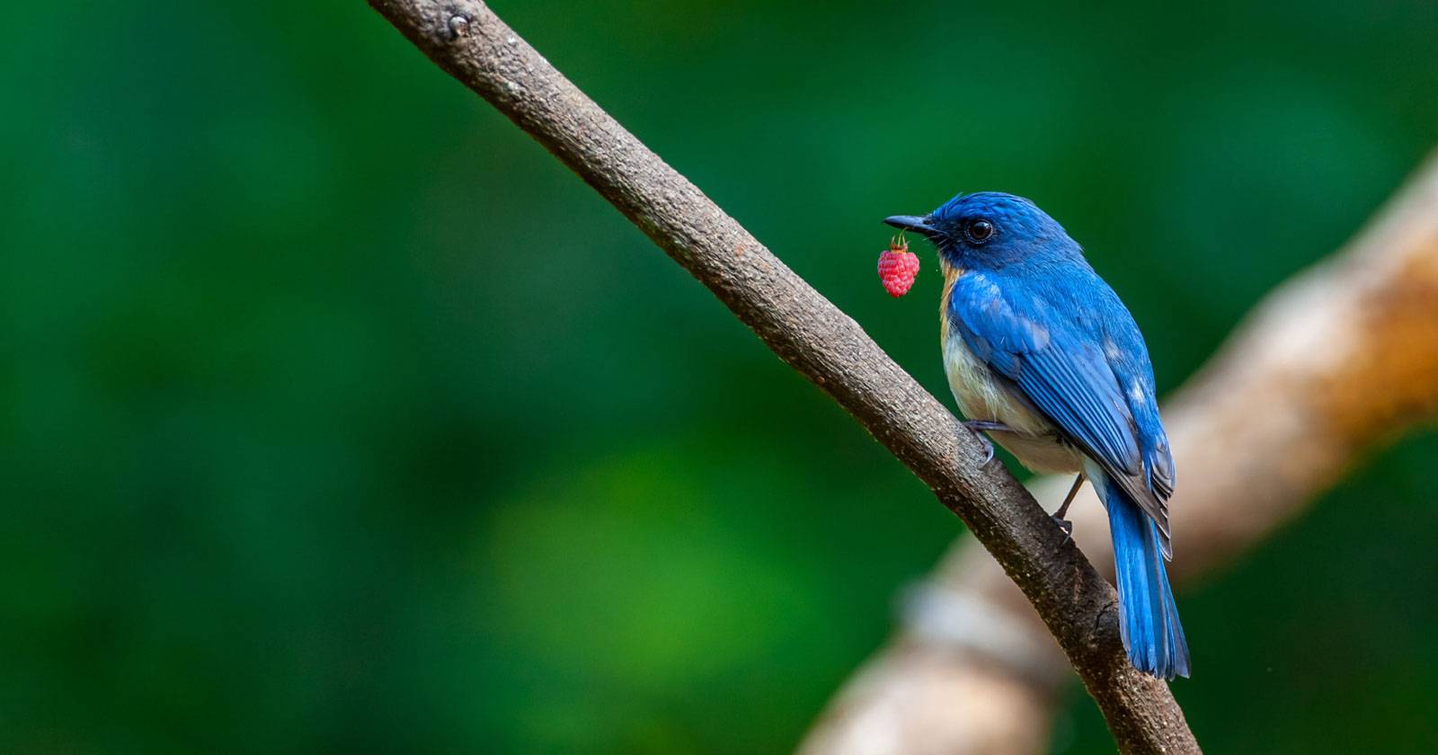 Twitter‑бот на Raspberry Pi с Node.js