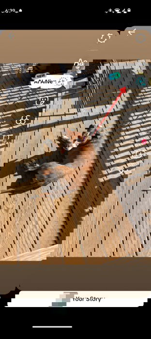 Выбор опции «AI Alive» в экране создания сторис.