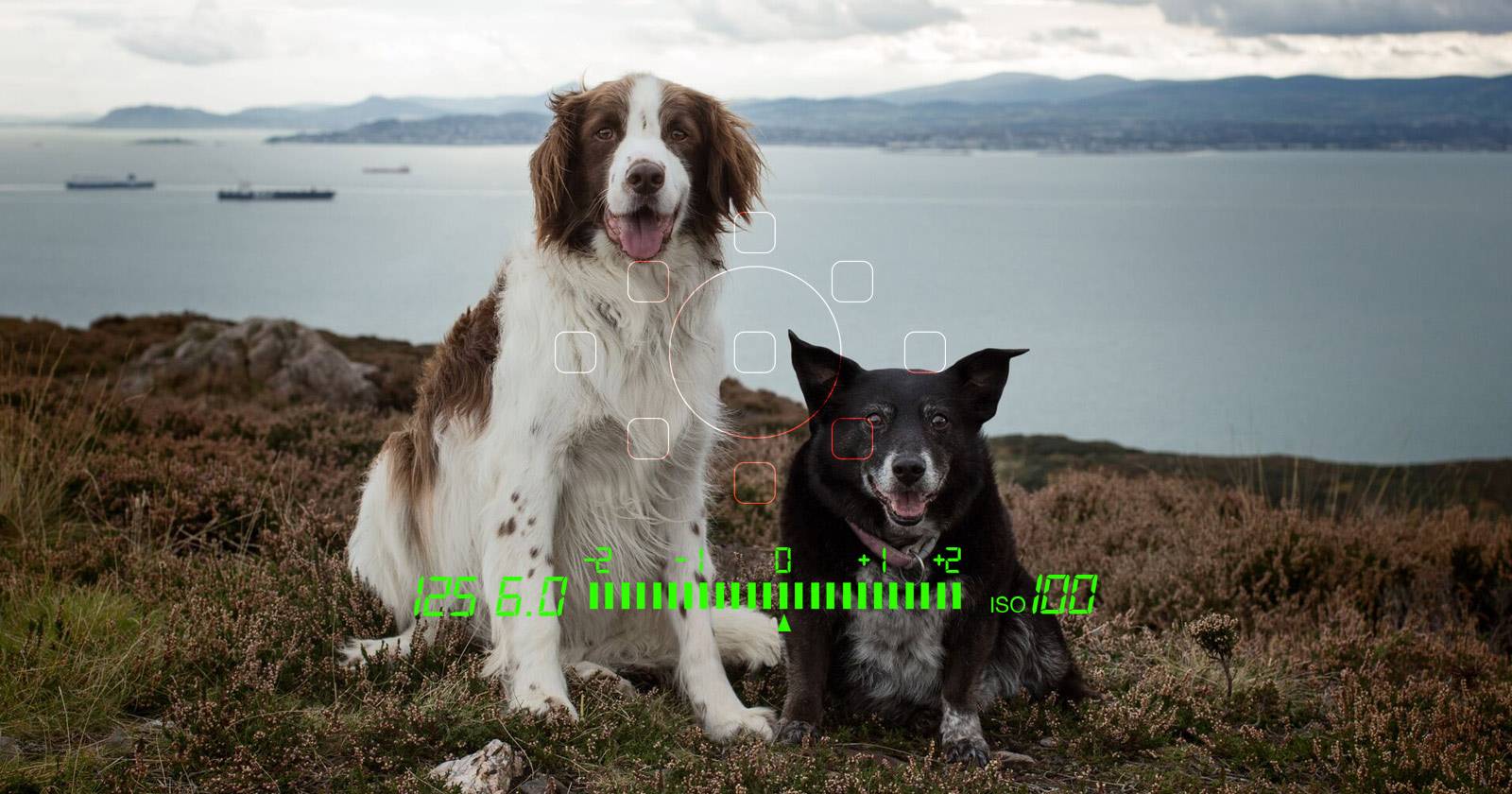 Портрет нескольких собак в Photoshop