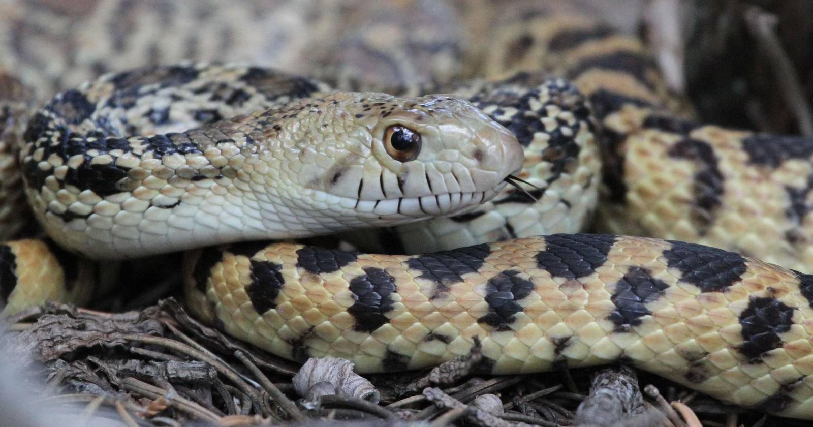 Разнообразие живых существ на природе