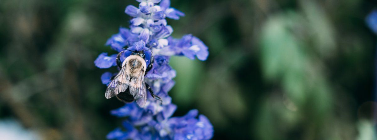 Шмель на цветке