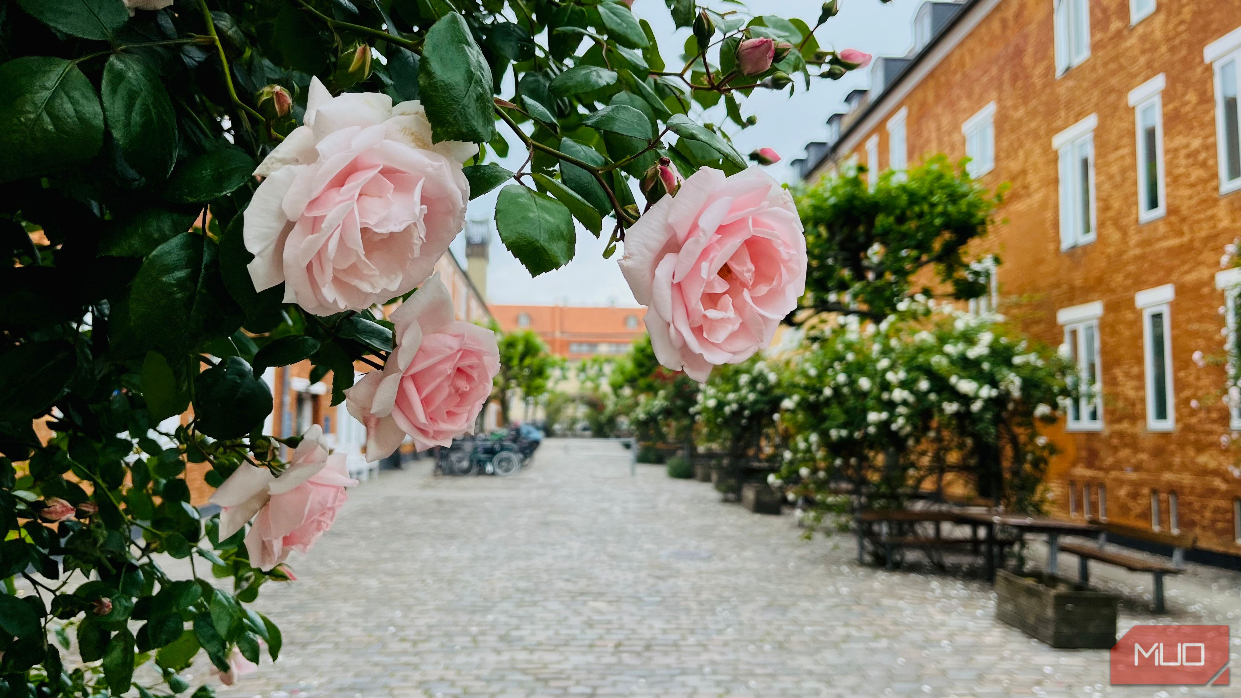 Фото цветов во дворе дома в городе