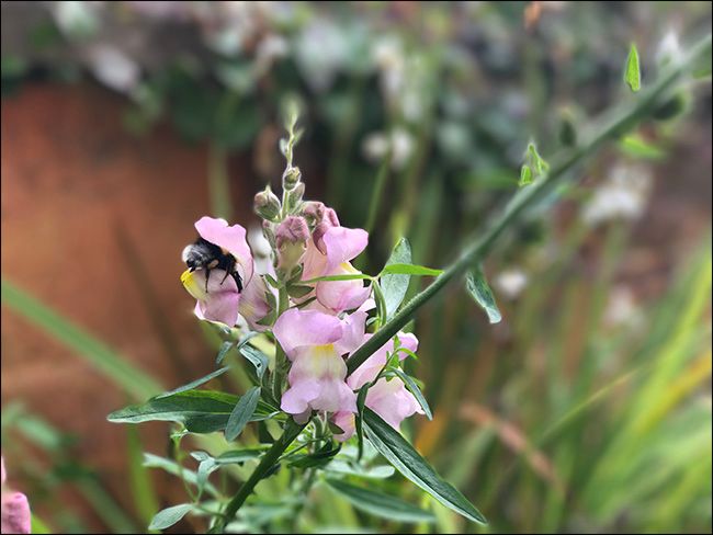 Макросъёмка шмеля с эффектом глубины