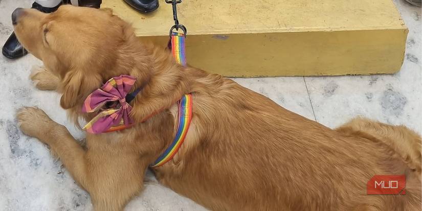 Предпросмотр фотографии питомца в Photos