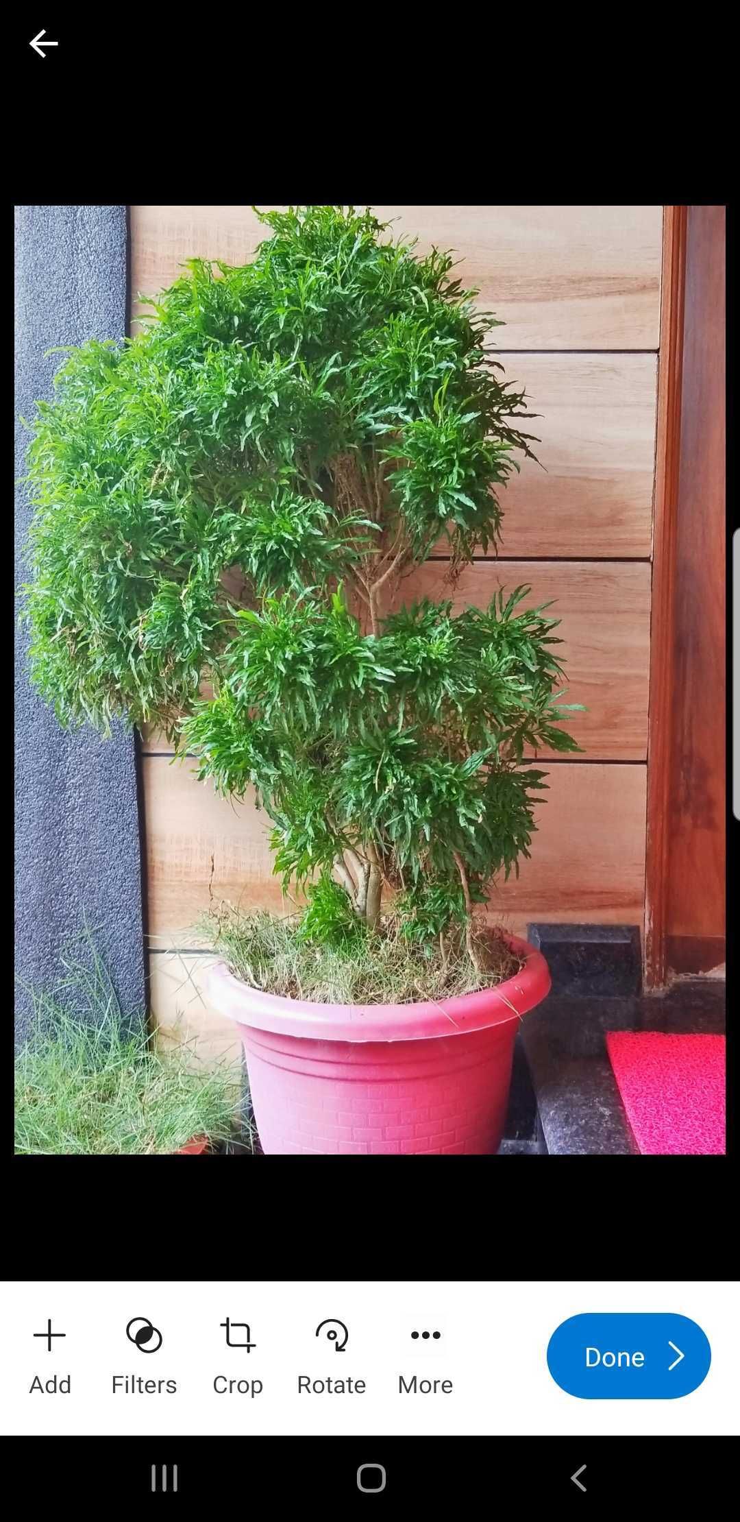 Редактирование фото в мобильном приложении OneDrive