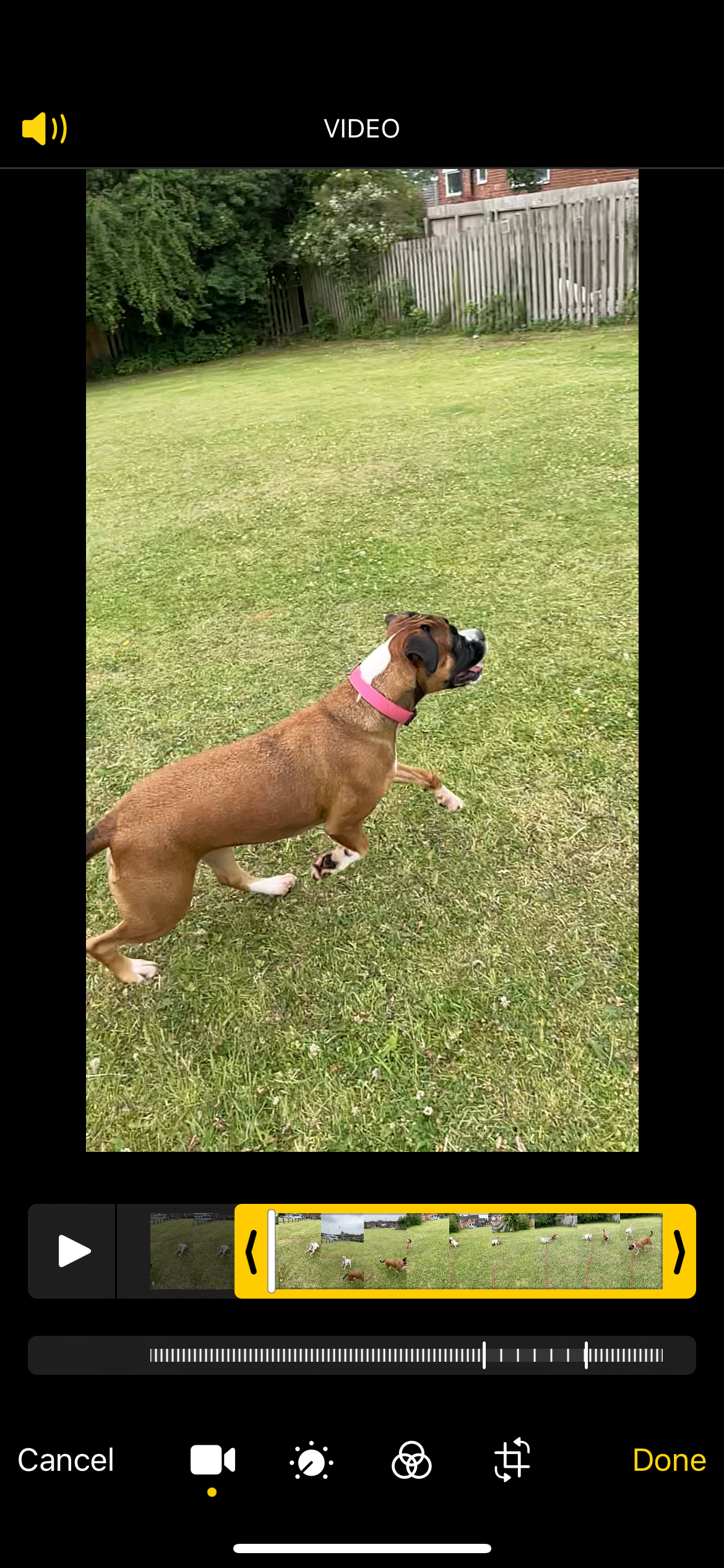 Editing a slow-mo video on iPhone screenshot showing 2 dogs on a field and the edit screen with a long yellow bar at the bottom