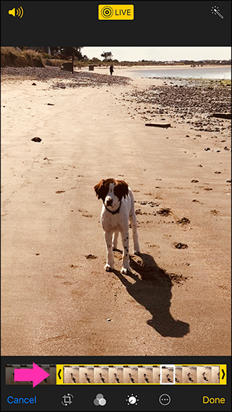 Обрезка видео-последовательности Live Photo