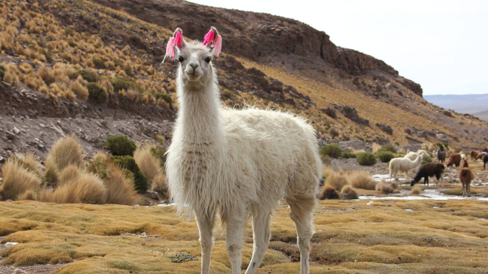 Установка Llama 2 локально через Text-Generation-WebUI