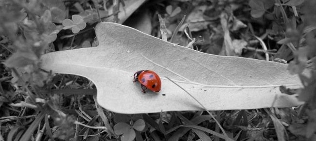 Загрузка BitDefender Rescue CD по сети (PXE)