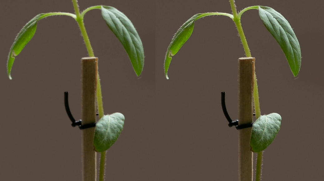 Сравнение исходного изображения и результата Super Resolution бок о бок