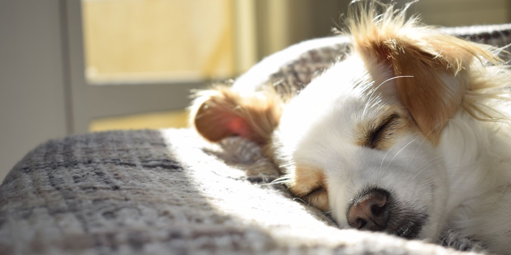 FirstVet: онлайн ветеринар — как работает и стоит ли