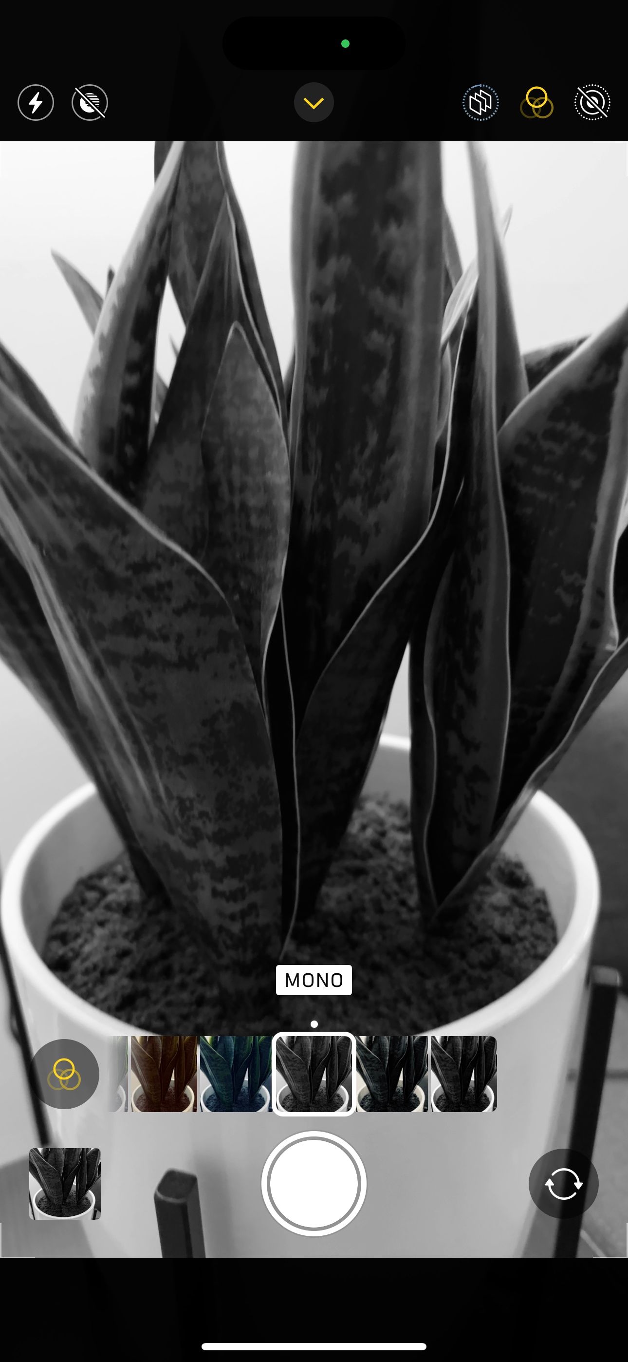 Чёрно‑белый фильтр Mono в приложении Камера iPhone на фото растения