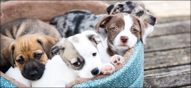 Где смотреть Puppy Bowl 2020 — стримы и сервисы