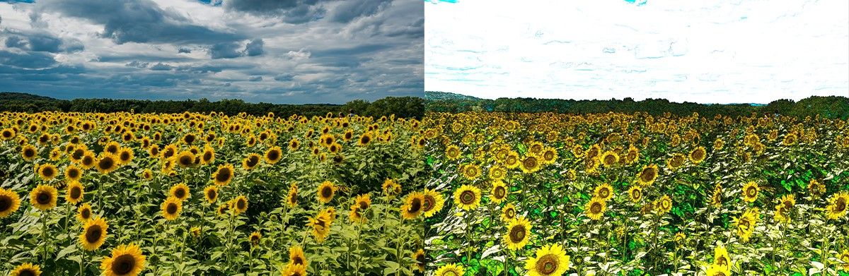 Подсолнухи — результат Edge Detect в GIMP