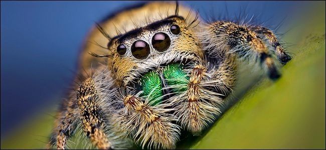 Увлекательный пример макрофотографии насекомого, сделанный недорогими методами