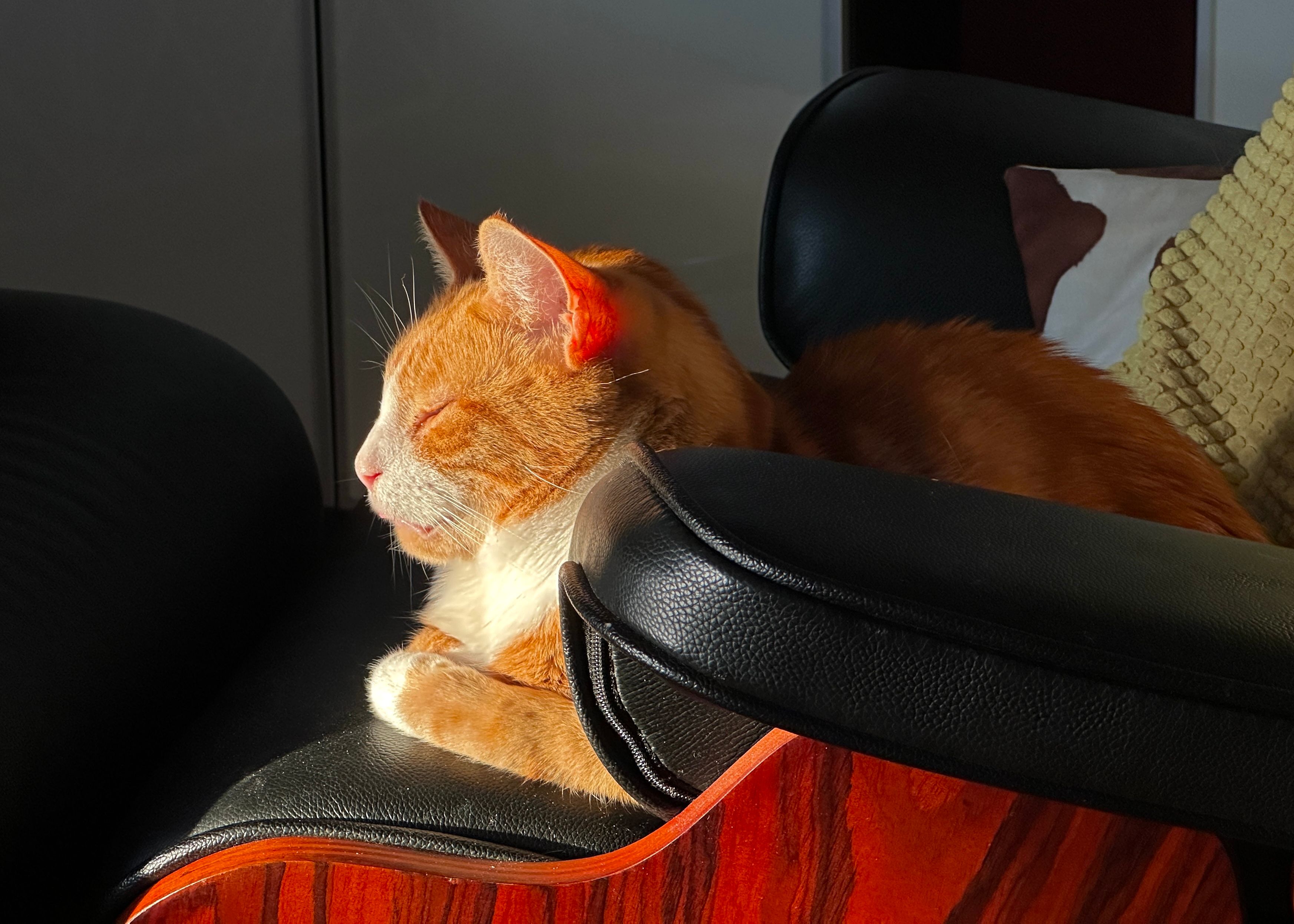 Кот, освещённый боковым светом, фон в тени.