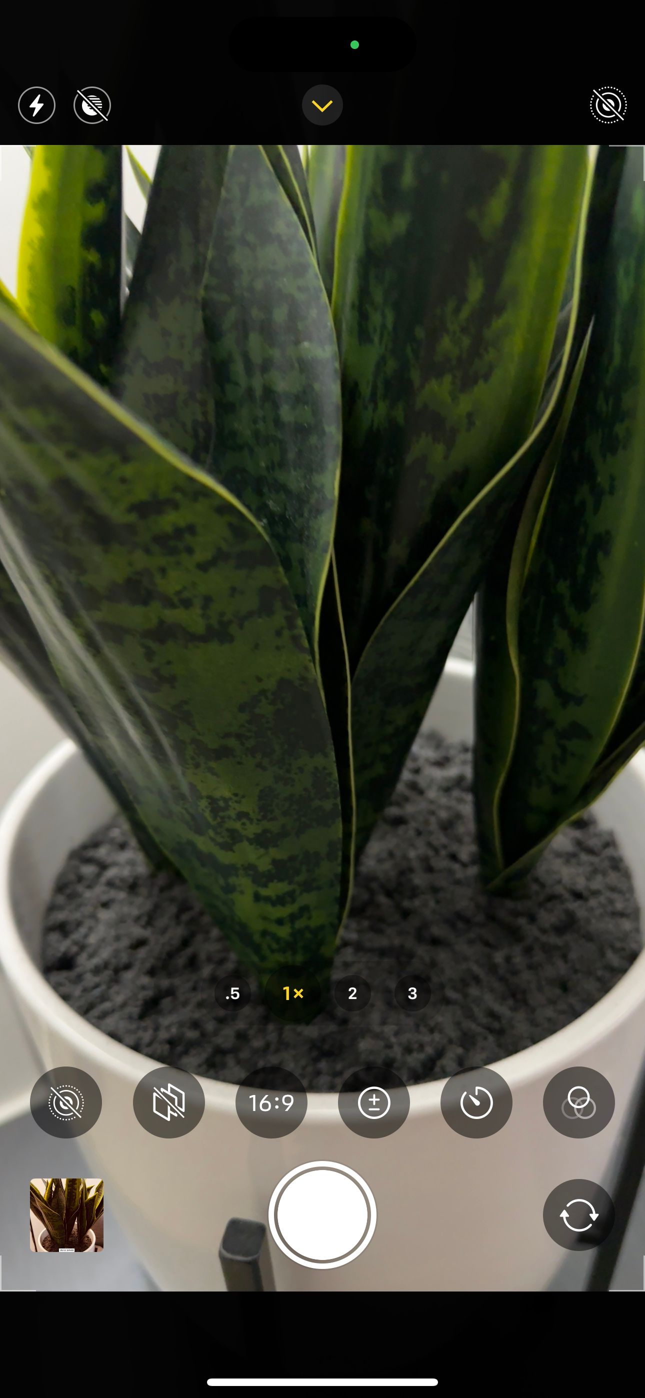 Главное меню приложения Камера iPhone с фото растения и опцией стилей