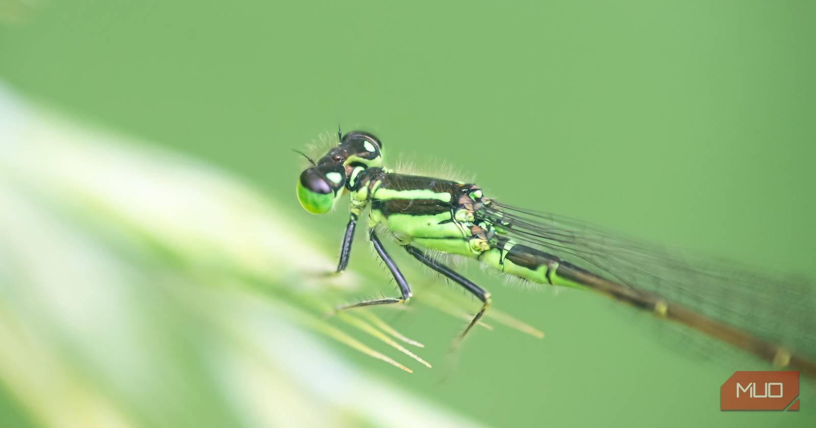 Зелёная стрекоза крупным планом, резкость по всему телу