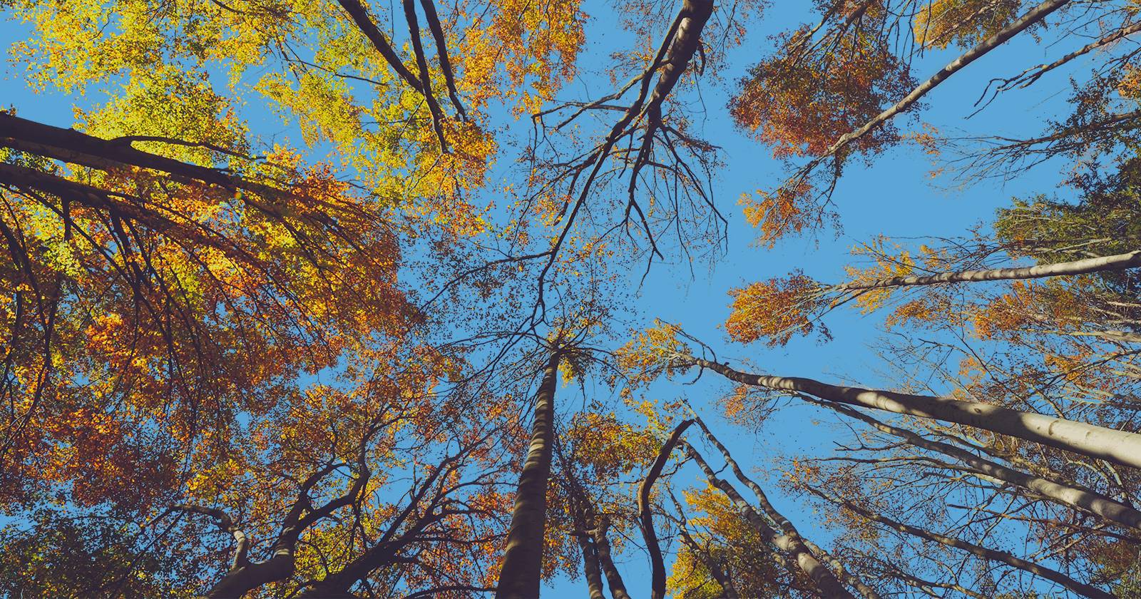 Покрытые осенними листьями вершины деревьев и небо