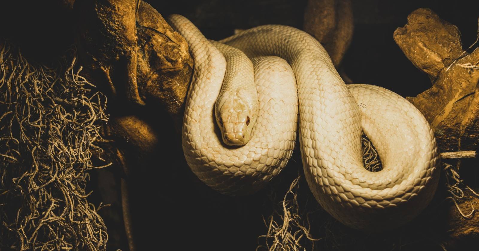 Создать виртуальное окружение Python в Ubuntu