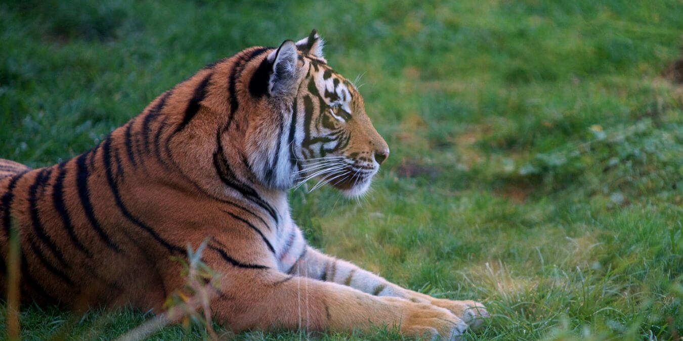 Google 3D‑животные в AR — как просмотреть